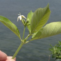 Morinda coreia Buch.-Ham.